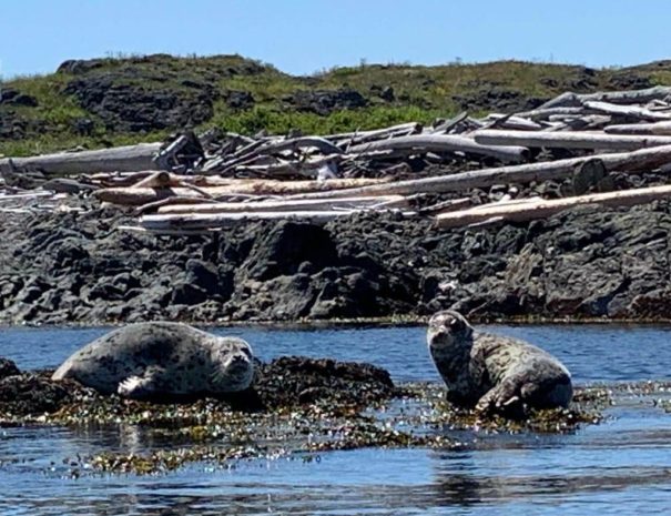 Two seals on the rocks as seen during a kayak tour