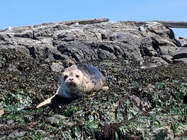 Seal pup at Trial Islands tour