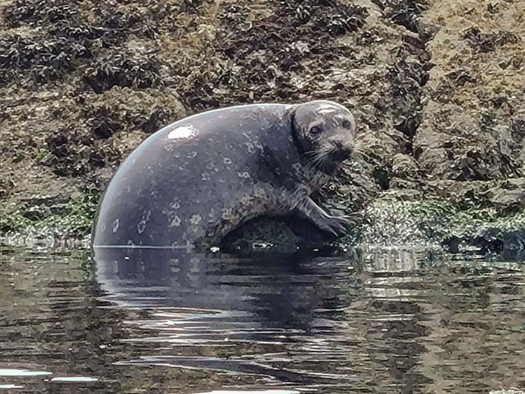 Seal on rock at Seal Island Kayak Tour Victoria BC