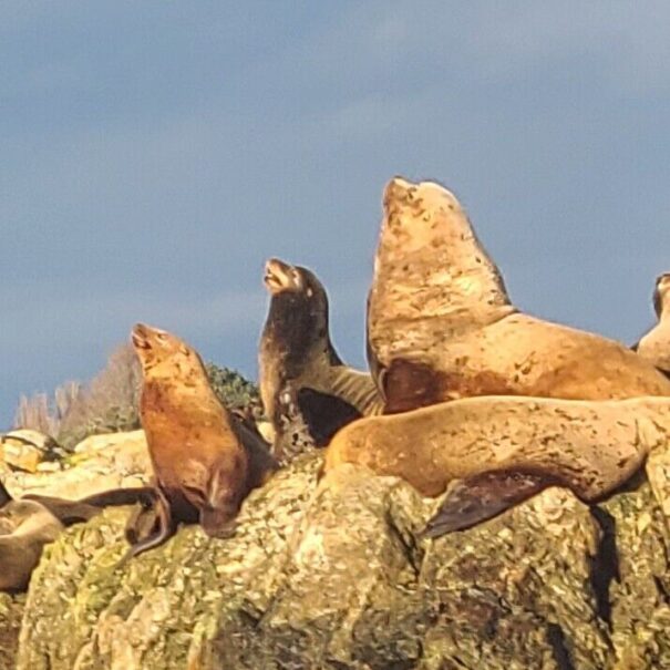 Close up image of three sea lions