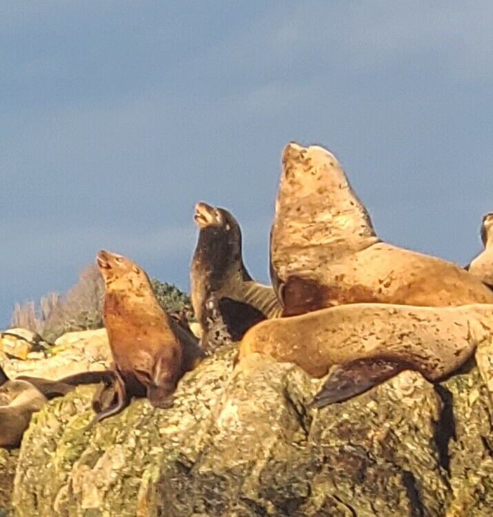 Close up image of three sea lions